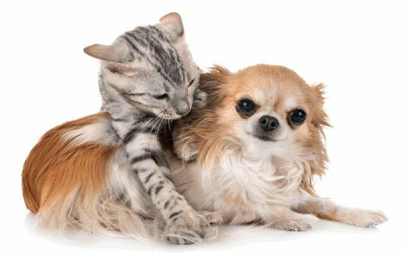 What is Most Popular Pets