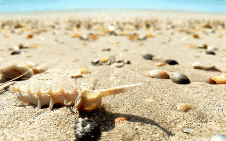 How to Clean Sea Shells from the Beach