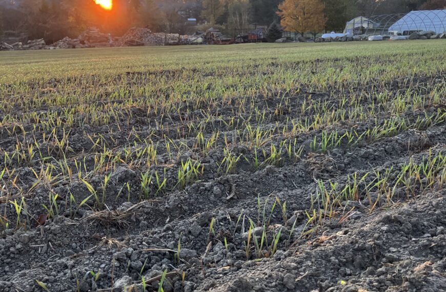 Beautiful Walkway Pavers in Newport